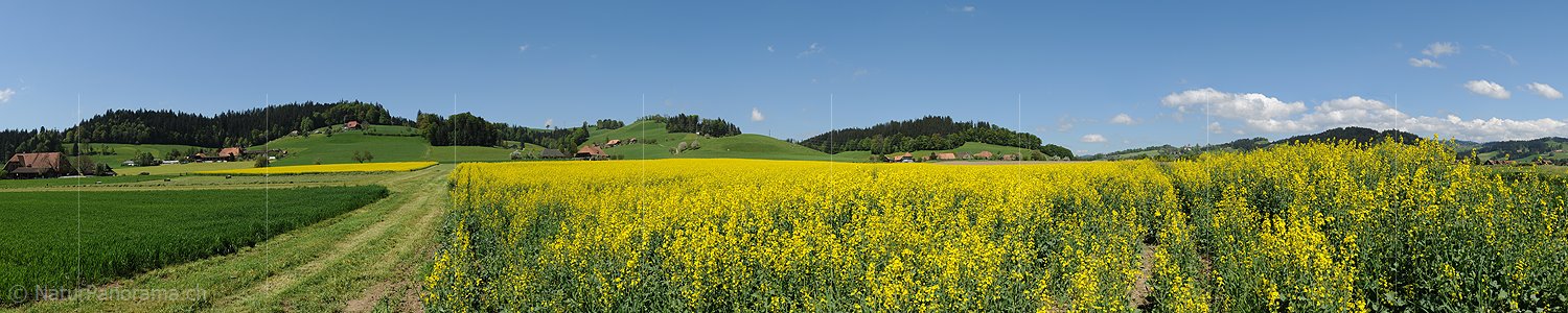 P012554: Panoramabild Blühendes Rapsfeld in Hügellandschaft