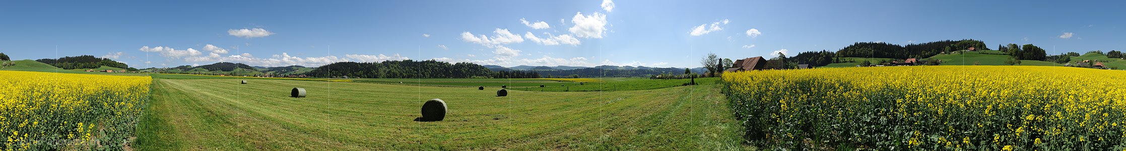 P012556: 360° Panoramabild Kulturlandschaft mit blühendem Rapsfeld und frisch gemähter Wiese