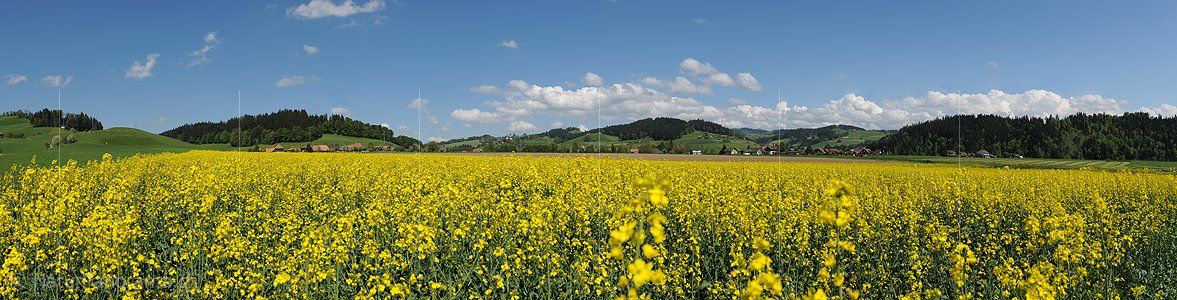 P012559: Panoramafoto Blühendes Rapsfeld in Hügellandschaft