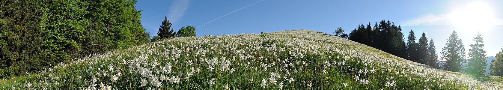 P012833a: Panoramabild Blühende Narzissen auf Bergwiese