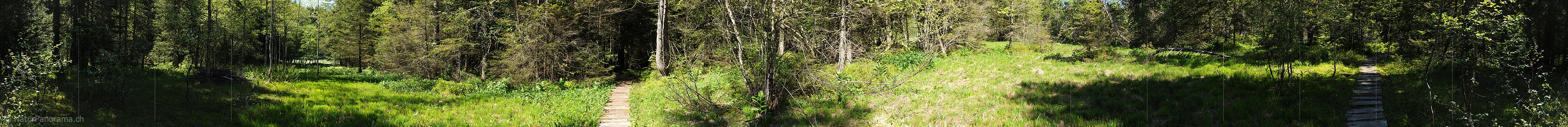 P012853: 360° Panoramafoto Lichtung im Frühlingswald