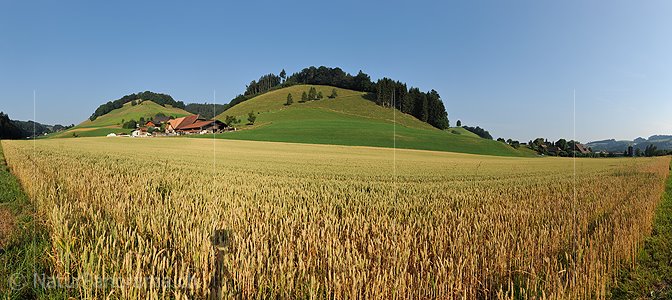P013184: Panoramafoto Grosses Kornfeld in Hügellandschaft