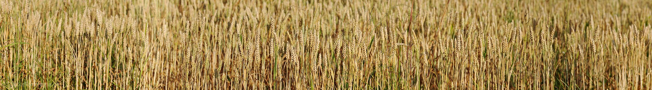 P013187: Panoramafoto Kornfeld (Nahaufnahme)
