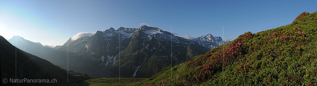 P013216: Panoramafoto Alpenrosen