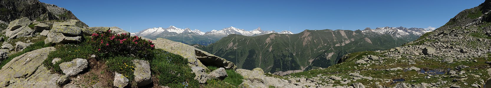 P013254: Alpenrosen