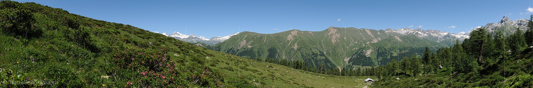 P013260: Alpenrosen