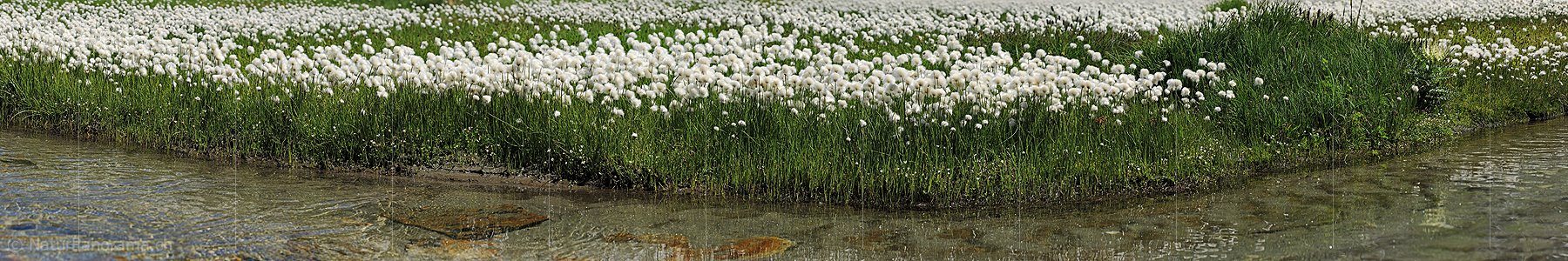 P013289: Panoramafoto Blühendes Wollgras an Wasserlauf