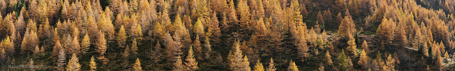P013857a: Panoramafoto Herbstlich gefärbter Lärchenwald