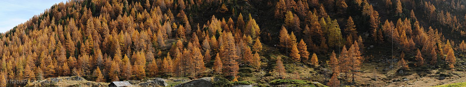 P013858: Grosses Panoramafoto Herbstlich gefärbter Lärchenwald