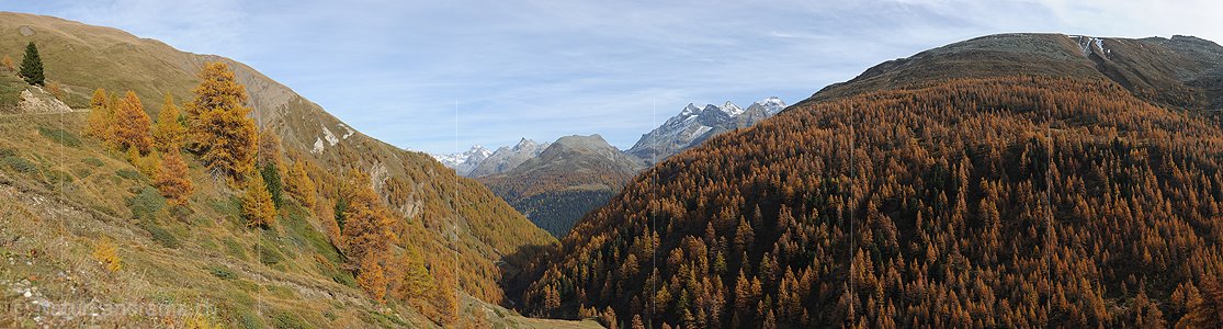 P013861: Panoramafoto Lärchenwald