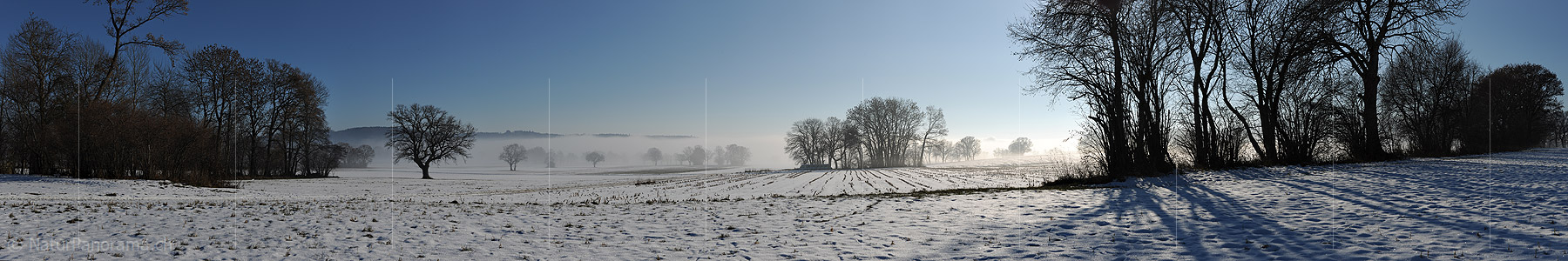 P014011: Panorama Individual trees and groups of trees in the upcoming fog