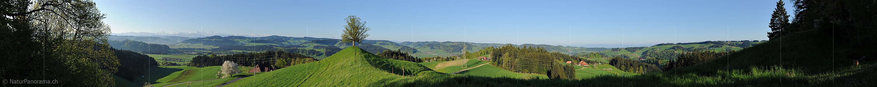 P014281a: Panoramafoto Einzelbaum in Emmentaler Hügellandschaft