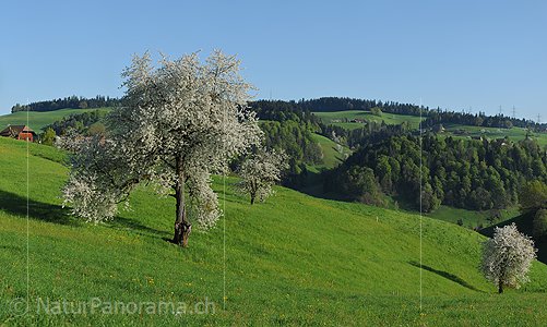 P014284: Grosses Panoramafoto Blühender Kirschbaum