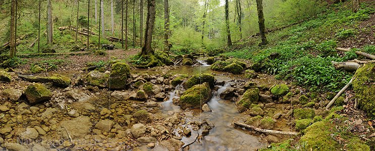 P014431: Panoramabild Bach in Frühlingswald