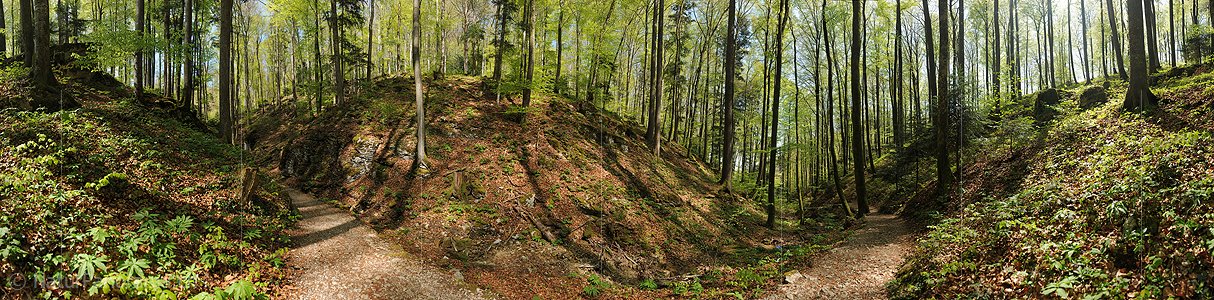 P014435: 360° Gigapixel-Panoramafoto Pfad in Frühlingswald