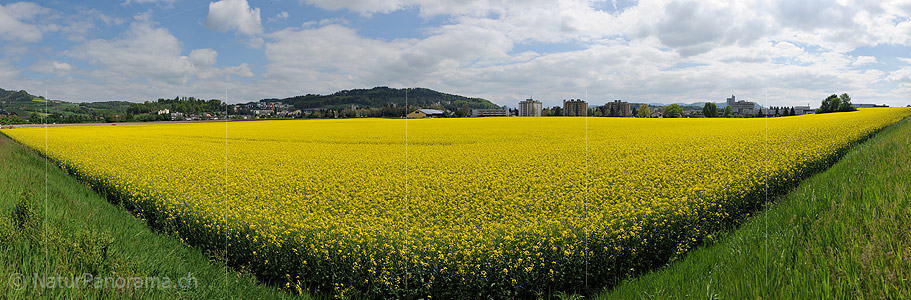 P014473: Panoramafoto Blühendes Rapsfeld in urbaner Umgebung