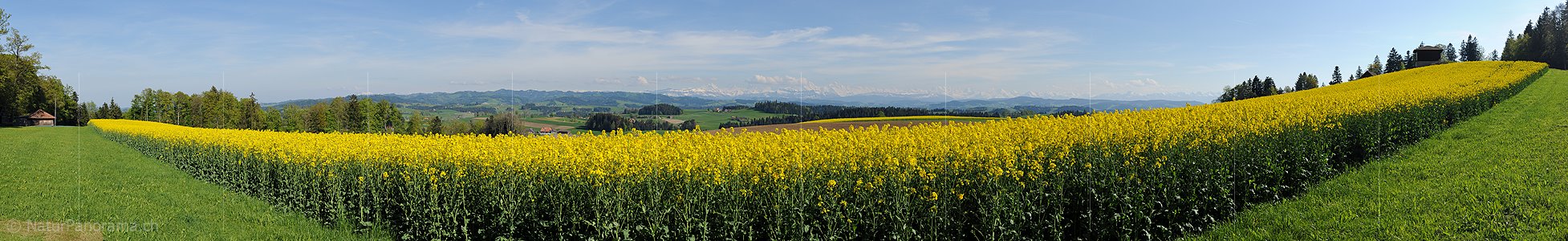 P014503: Panoramafoto Blühendes Rapsfeld in Hügellandschaft