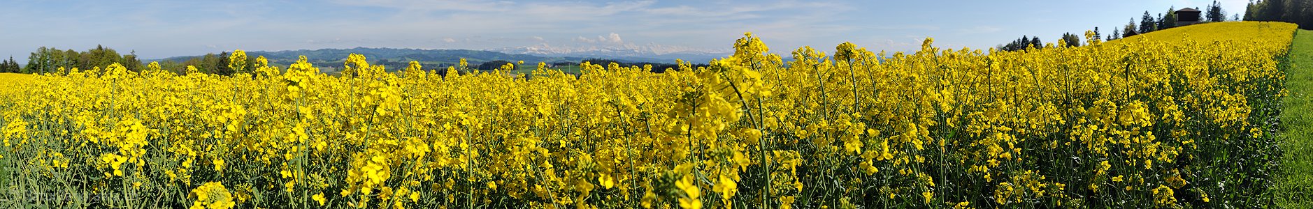 P014506: Panoramafoto Blühendes Rapsfeld mit den Alpen im Hintergrund