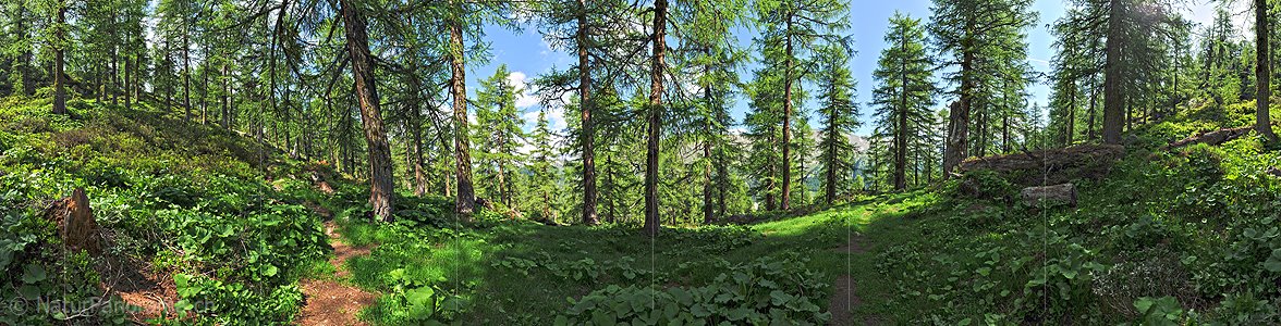 P014722a: 360° Panoramafoto Lärchenwald (Sommer)