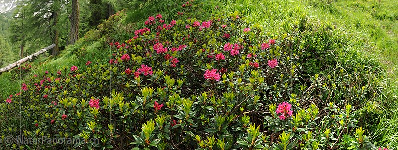 P014775: Panoramafoto Blühende Alpenrosen