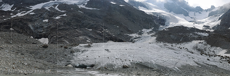 P015001: Panorama The hike of the ibexes on the glacier
