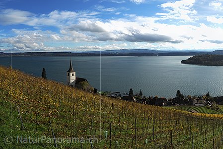 P015419a: Grossfoto Rebberge bei Ligerz (Bielersee)