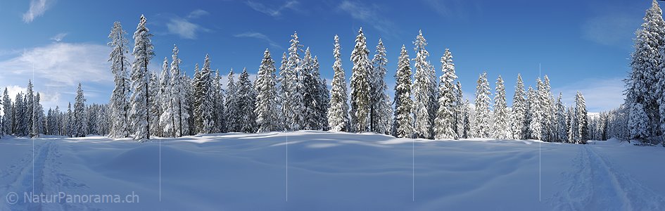 P015674: Panoramafoto Winter im Märchenwald