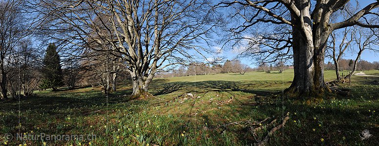 P015999: Panoramafoto Gruppe von knorrigen Bäumen