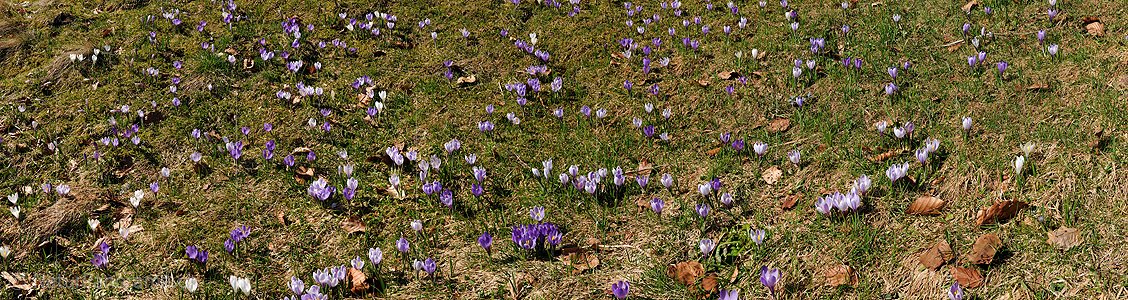 P016013a: Panoramafoto Krokuswiese