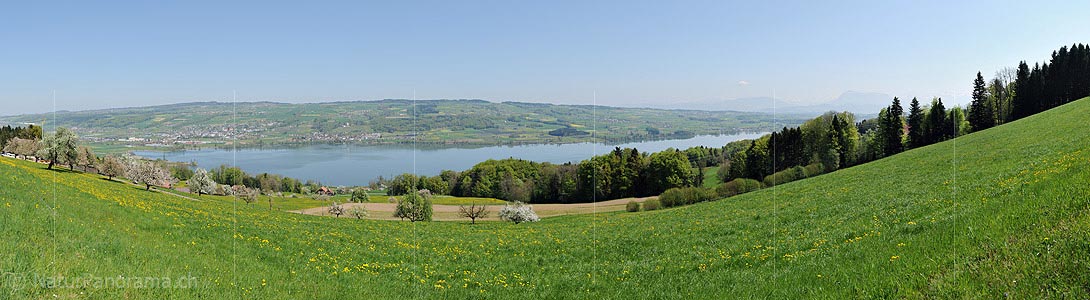P016041a: Panoramic photo Lake Baldegg