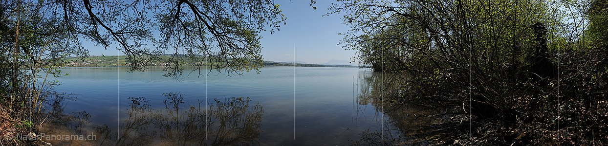 P016045: Panoramafoto Am Ufer des Baldeggersees