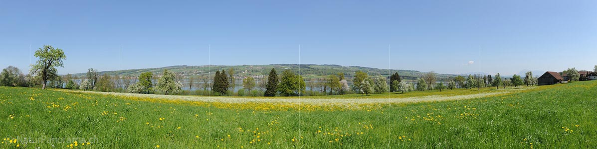 P016048: Panoramic photo Spring at Lake Baldegg