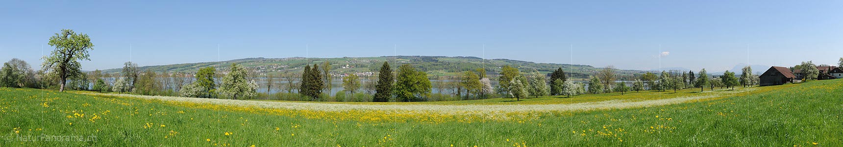 P016048a: Panoramic photo Spring at Lake Baldegg