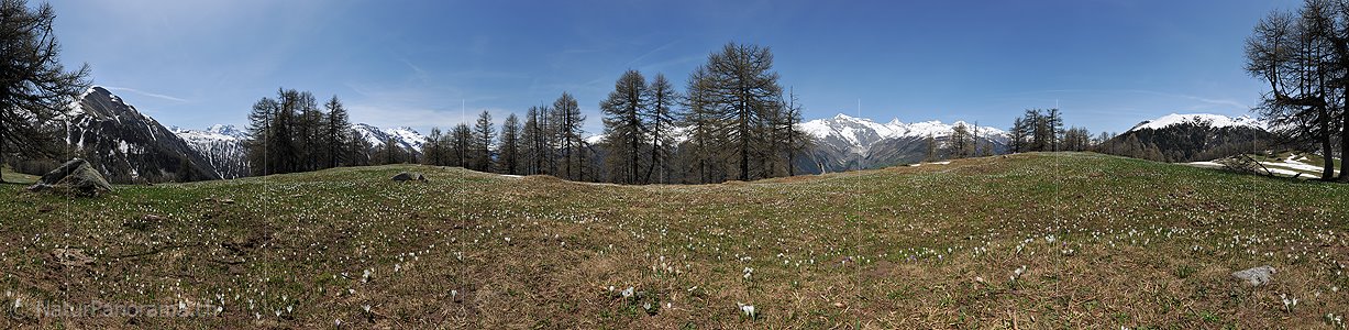 P016144: 360° Panoramafoto Krokuswiese in unberührter Berglandschaft
