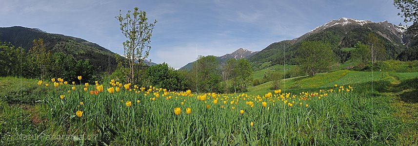 P016152a: Panoramafoto Tulpenäcker von Grengiols