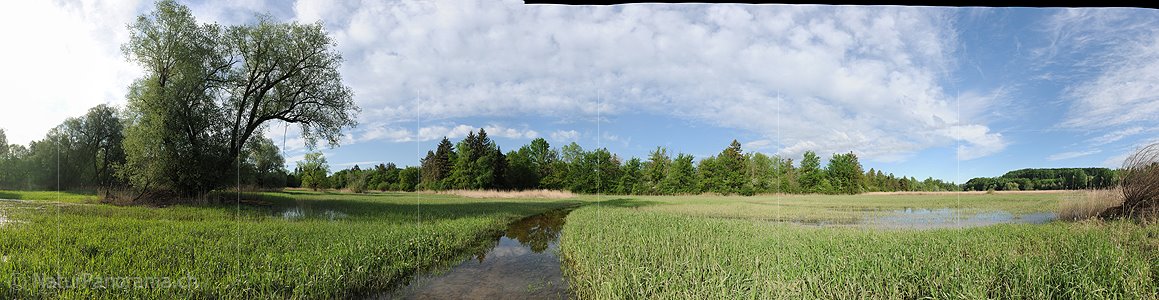 P016162c: Panoramafoto Geflutete Riedlandschaft an der Aare