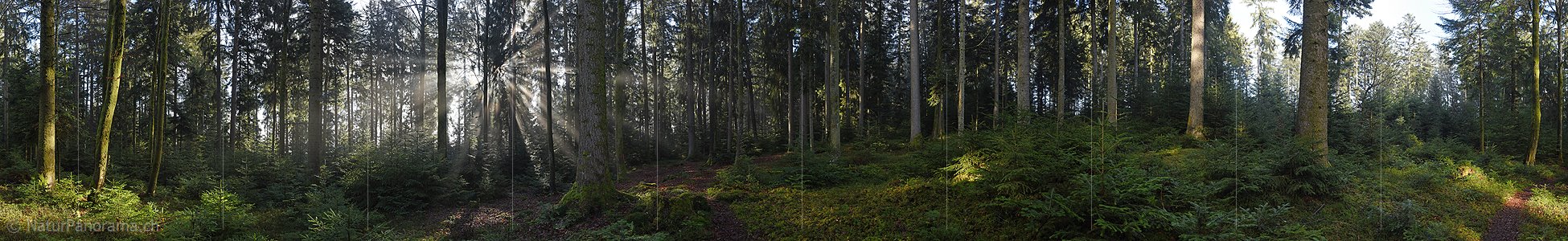 P017357: 360° Panoramafoto Lichtblick im Wald