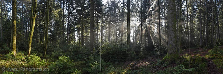 P017357a: Panoramic photo Beams in forest