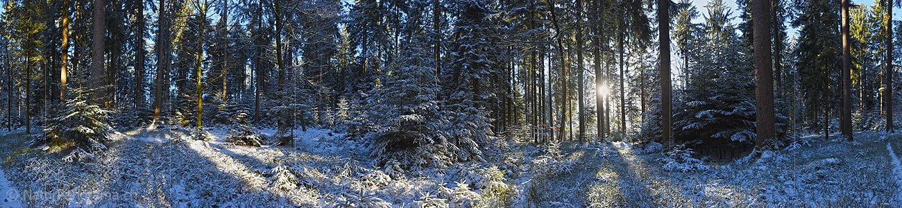 P017481: Panoramafoto Sonnenstrahlen im frisch verschneiten Winterwald