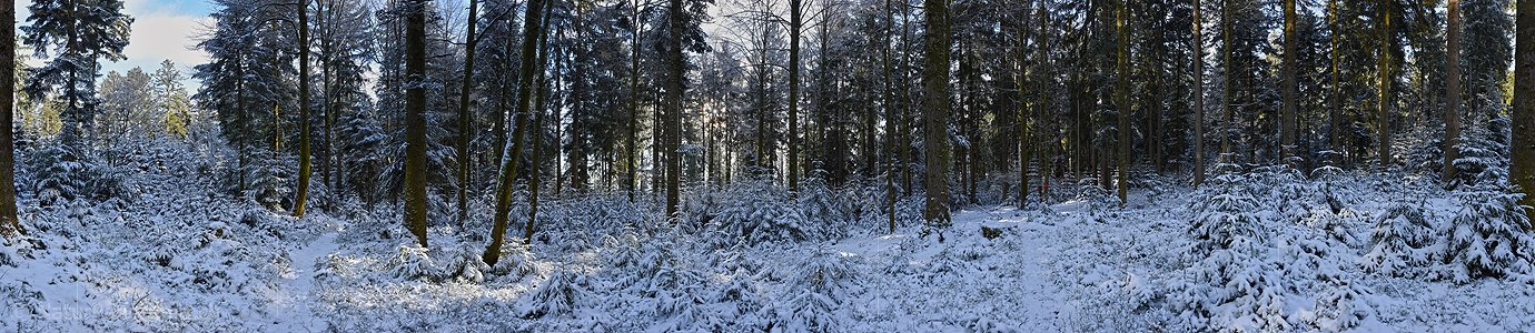P017488: Panoramafoto Winterwald