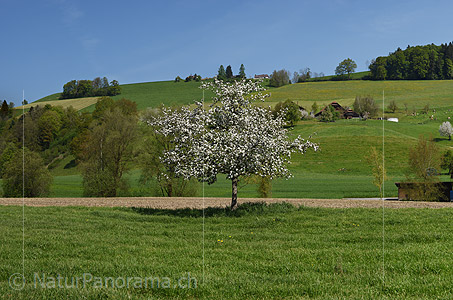 P017753a: Panoramafoto Blühender Apfelbaum
