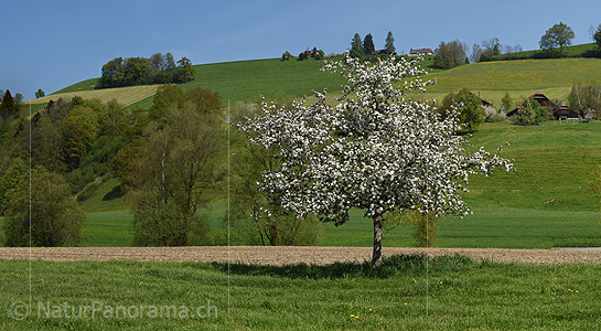 P017753b: Panoramafoto Blühender Apfelbaum