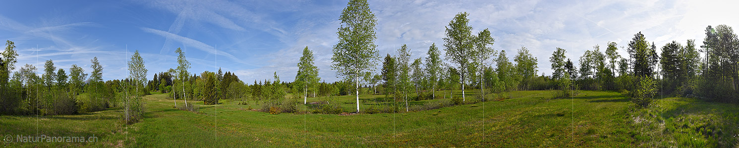 P017846b: Panorama image Light birch forests in moorlands