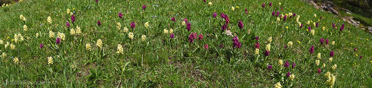 P017923: Panoramafoto Holunder-Knabenkraut (Dactylorhiza sambucina)