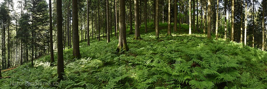 P017978a: Panoramafoto Waldboden mit vielen Farnstöcken
