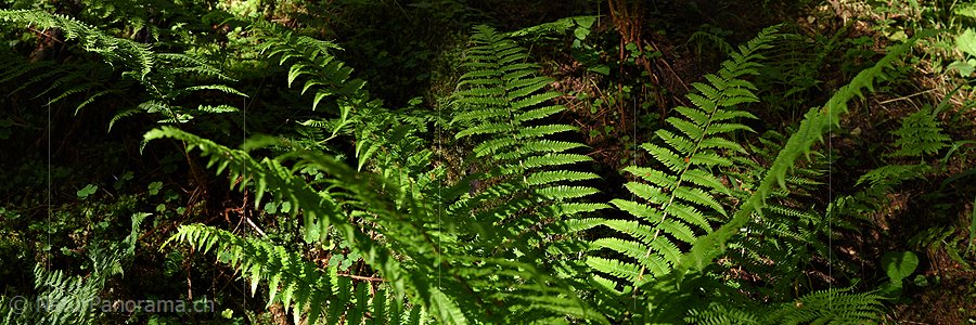 P017984: Panoramafoto Farn