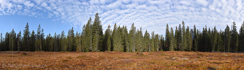P018813a: Hochaufgelöstes Panorama Lichtung im Bergwald