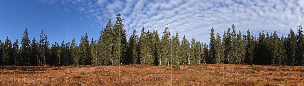 P018816: Hochaufgelöstes Panoramafoto Flache Lichtung im Bergwald