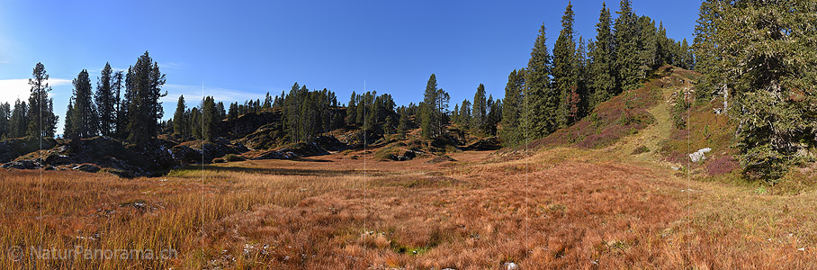 P018823: Grosses Panoramafoto Herbstlich gefärbte Alpweide im Bergwald