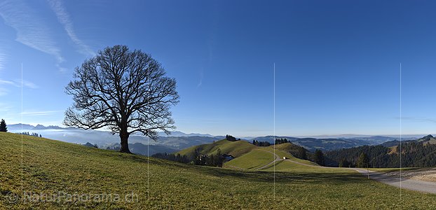 P019056a: Grosses Panoramafoto Wohlgeformter Einzelbaum in Hügellandschaft